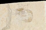 Two Cretaceous Fossil Shrimp - Lebanon #74545-1
